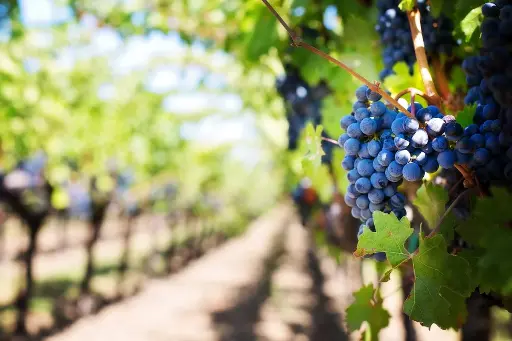 Visite de nos vignes